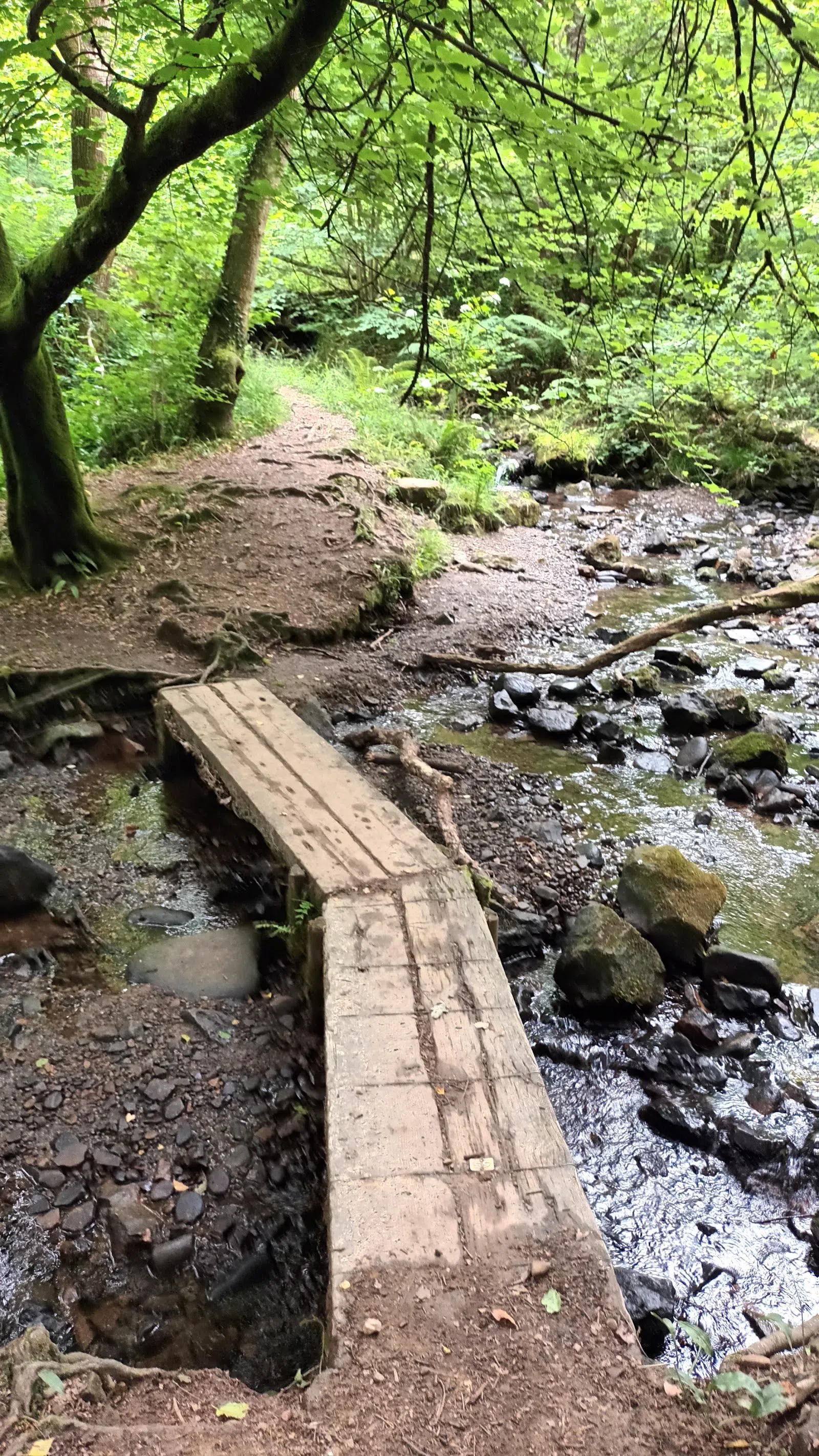 Coed y Bedw Nature Reserve, Cardiff